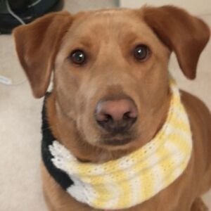 Hand Crafted Extra Large Knit Pet Ininity Scarve Dog Clothes Winter Pull Over